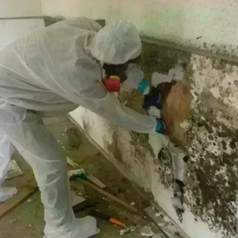 Mold Remediation and Removal in Thayer County, NE